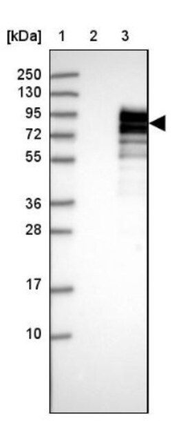 TJAP1 Antibody, Novus Biologicals:Antibodies:Primary Antibodies