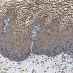 TL1A/TNFSF15 Antibody, Novus Biologicals 25 &mu;L; Unlabeled:Antibodies,