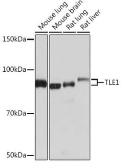 TLE1 Rabbit anti-Human, Mouse, Rat, Clone: 6Q5X1, Novus Biologicals 100 &mu;g | Buy Online | Novus Biologicals | Fisher Scientific