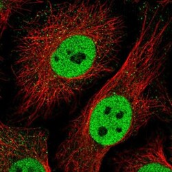 TLE3 Antibody, Novus Biologicals:Antibodies:Primary Antibodies