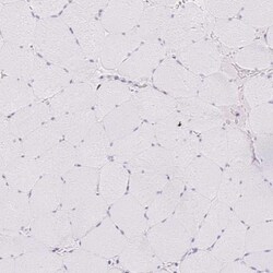 TLE3 Antibody, Novus Biologicals:Antibodies:Primary Antibodies