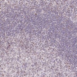 TLE3 Antibody, Novus Biologicals:Antibodies:Primary Antibodies