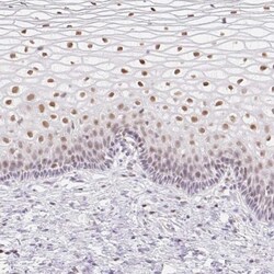 TLE3 Antibody, Novus Biologicals:Antibodies:Primary Antibodies
