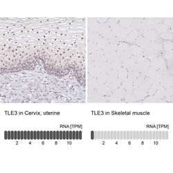 TLE3 Antibody, Novus Biologicals:Antibodies:Primary Antibodies