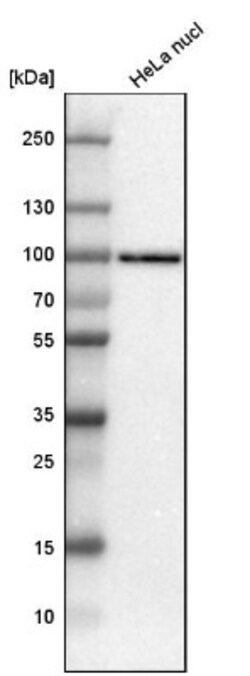 TLE3 Antibody, Novus Biologicals:Antibodies:Primary Antibodies