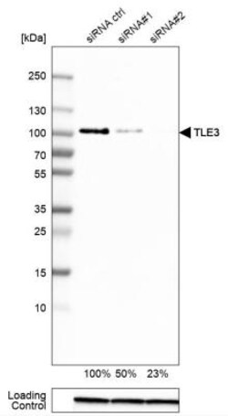 TLE3 Antibody, Novus Biologicals:Antibodies:Primary Antibodies