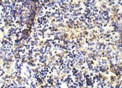 TLR1 Antibody, Novus Biologicals 100 &mu;g | Buy Online | Novus Biologicals | Fisher Scientific