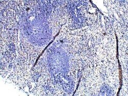 TLR1 Antibody, Novus Biologicals 100 &mu;g | Buy Online | Novus Biologicals | Fisher Scientific