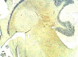 TLR13 Antibody, Novus Biologicals 100 &mu;g | Buy Online | Novus Biologicals | Fisher Scientific