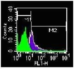 TLR4 Antibody (HTA125) - BSA Free, Novus Biologicals:Antibodies:Primary