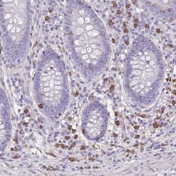 TLR7 Antibody, Novus Biologicals:Antibodies:Primary Antibodies