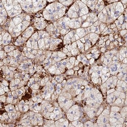 TLX2 Antibody, Novus Biologicals 25 &mu;L | Buy Online | Novus Biologicals | Fisher Scientific