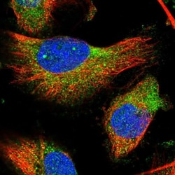 ZFPL1 Antibody, Novus Biologicals:Antibodies:Primary Antibodies