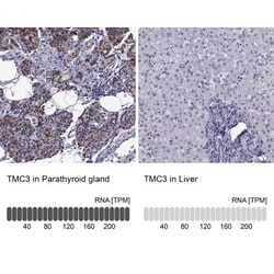 DAN/NBL1 Antibody, Novus Biologicals:Antibodies:Primary Antibodies