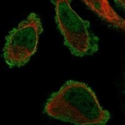 TMEM101 Rabbit anti-Human, Polyclonal, Novus Biologicals:Antibodies:Primary