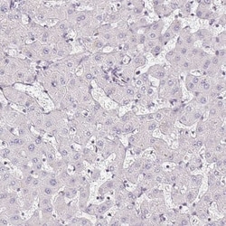 TMEM119 Antibody, Novus Biologicals 0.1mL; Unlabeled:Antibodies, Polyclonal