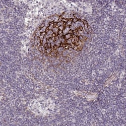 TMEM119 Antibody, Novus Biologicals 0.1mL; Unlabeled:Antibodies, Polyclonal