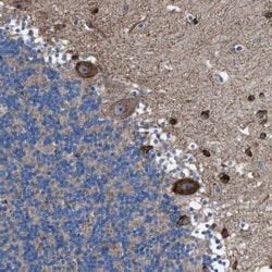 TMEM126B Antibody, Novus Biologicals 25 &mu;L; Unlabeled:Antibodies, Polyclonal