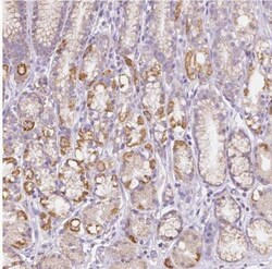 TMEM130 Antibody, Novus Biologicals 0.1mL; Unlabeled:Antibodies, Polyclonal