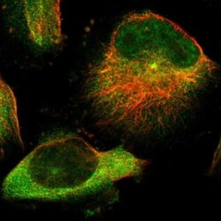 TMEM132C Antibody, Novus Biologicals 0.1mL; Unlabeled:Antibodies, Polyclonal