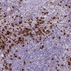 TMEM133 Antibody, Novus Biologicals 0.1mL; Unlabeled:Antibodies, Polyclonal