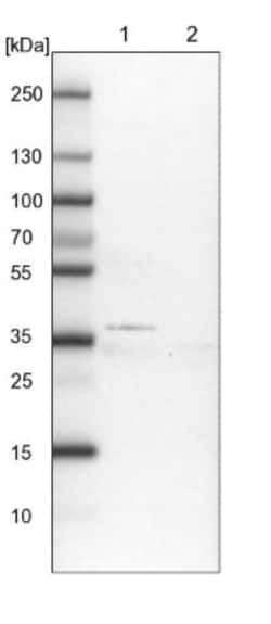 TMEM164 Antibody, Novus Biologicals:Antibodies:Primary Antibodies