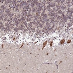 TMEM246 Antibody, Novus Biologicals 0.1mL; Unlabeled:Antibodies, Polyclonal