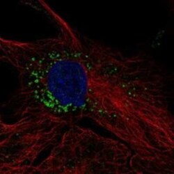 TMEM263 Rabbit anti-Human, Polyclonal, Novus Biologicals 100 &mu;g | Buy Online | Novus Biologicals | Fisher Scientific