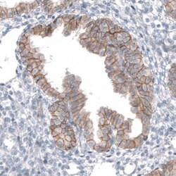 TMEM30A Antibody, Novus Biologicals 0.1mL; Unlabeled:Antibodies, Polyclonal