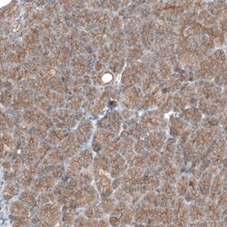 TMEM30A Antibody, Novus Biologicals 0.1mL; Unlabeled:Antibodies, Polyclonal