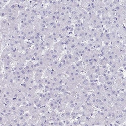 TMEM35 Antibody, Novus Biologicals:Antibodies:Primary Antibodies