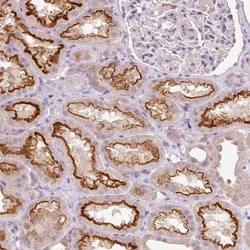TMEM37 Antibody, Novus Biologicals:Antibodies:Primary Antibodies
