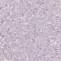 TMEM37 Antibody, Novus Biologicals:Antibodies:Primary Antibodies