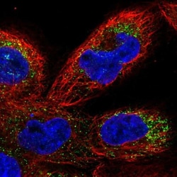 TMEM41B Antibody, Novus Biologicals:Antibodies:Primary Antibodies