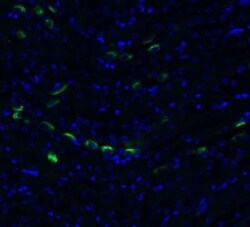 TMEM41B Antibody - BSA Free, Novus Biologicals 0.1 mg | Buy Online | Novus Biologicals | Fisher Scientific