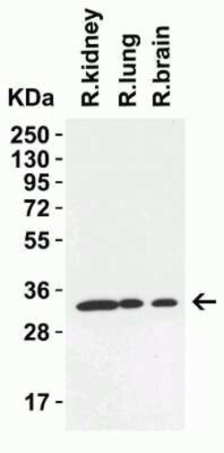 TMEM41B Antibody - BSA Free, Novus Biologicals 0.1 mg | Buy Online | Novus Biologicals | Fisher Scientific