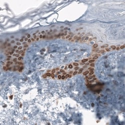 TMEM43 Antibody, Novus Biologicals:Antibodies:Primary Antibodies