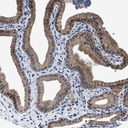 TMEM53 Antibody, Novus Biologicals:Antibodies:Primary Antibodies