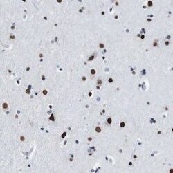 TMEM55A Antibody, Novus Biologicals 0.1mL; Unlabeled:Antibodies, Polyclonal