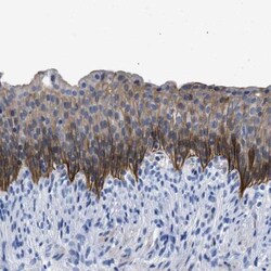 TMEM68 Antibody, Novus Biologicals 0.1mL; Unlabeled:Antibodies, Polyclonal