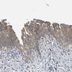 TMEM68 Antibody, Novus Biologicals 0.1mL; Unlabeled:Antibodies, Polyclonal