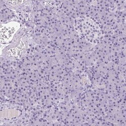 TMEM88B Antibody, Novus Biologicals 25 &mu;L, Unlabeled:Antibodies, Polyclonal
