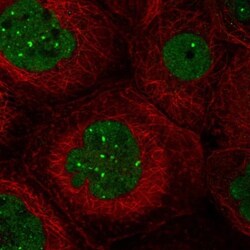 Wnt-7a Antibody, Novus Biologicals:Antibodies:Primary Antibodies