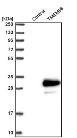 TMEM98 Antibody, Novus Biologicals:Antibodies:Primary Antibodies