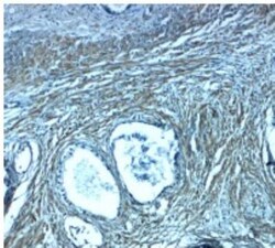 TMEPAI Antibody - BSA Free, Novus Biologicals 0.025 mg, Unlabeled:Antibodies,