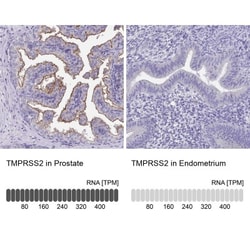 TMPRSS2 Antibody, Novus Biologicals 0.1mL; Unlabeled:Antibodies, Polyclonal