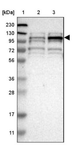 TMTC1 Antibody, Novus Biologicals:Antibodies:Primary Antibodies