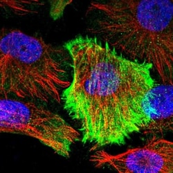 TMTC2 Antibody, Novus Biologicals 25 &mu;L; Unlabeled:Antibodies, Polyclonal