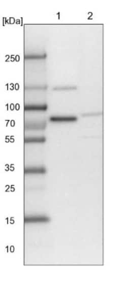 TMTC2 Antibody, Novus Biologicals 25 &mu;L; Unlabeled:Antibodies, Polyclonal