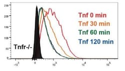 TNF RI/TNFRSF1A Antibody, Novus Biologicals 0.025 mg; Unconjugated:Antibodies,